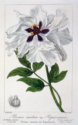 Paeonia suffruticosa, 1836 (handkolorierter Stich)